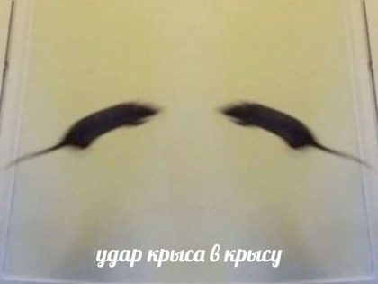 4d417ac0774742f49996c659ba7c0803.png